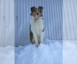 Small Photo #1 Shetland Sheepdog-Unknown Mix Puppy For Sale in UNITY, WI, USA