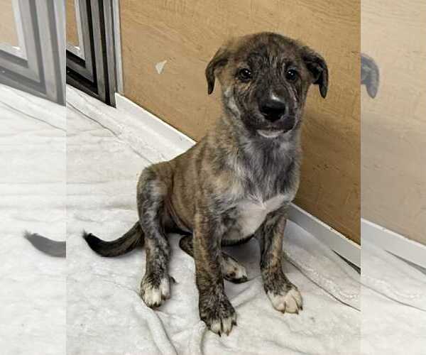 Medium Photo #1 Collie-German Shepherd Dog Mix Puppy For Sale in Mechanicsburg, PA, USA