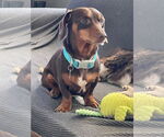 Small #1 Dachshund