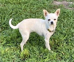 Chihuahua Puppy for sale in CASTLE HAYNE, NC, USA