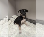 Small American Pit Bull Terrier-Labrador Retriever Mix