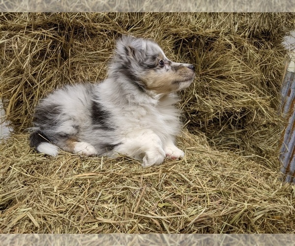 Medium Photo #3 Shetland Sheepdog Puppy For Sale in BRKN ARW, OK, USA