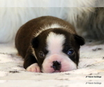 Small Photo #4 Boston Terrier Puppy For Sale in WINNSBORO, TX, USA