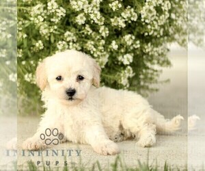 Bichpoo Puppy for sale in GORDONVILLE, PA, USA