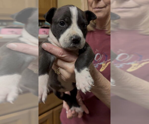 Medium Photo #2 Mutt Puppy For Sale in Wenonah, NJ, USA