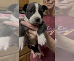 Small #1 Mutt