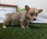 Small #4 Pembroke Welsh Corgi