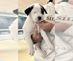 Small #2 Labrador Retriever