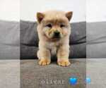 Puppy Puppy 3 Chow Chow