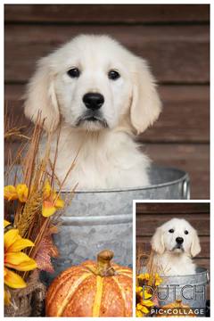 Medium Photo #3 English Cream Golden Retriever Puppy For Sale in JEFFERSON, GA, USA