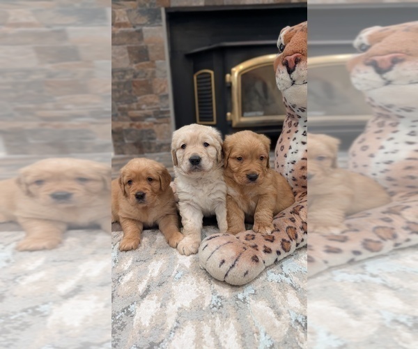 Medium Photo #8 English Cream Golden Retriever Puppy For Sale in SACRAMENTO, CA, USA