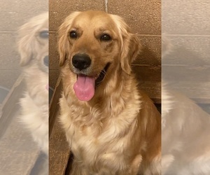 Mother of the Golden Retriever puppies born on 07/08/2026