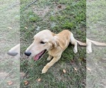 Small #2 Flat Coated Retriever-Golden Retriever Mix