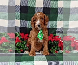 Irish Setter-Poodle (Miniature) Mix Puppy for sale in BIRD IN HAND, PA, USA