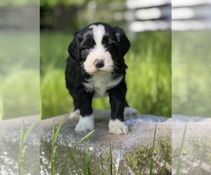 Bernedoodle Puppy for sale in SCHOHARIE, NY, USA