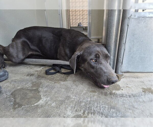 Medium Photo #1 Labrador Retriever Puppy For Sale in Corona, CA, USA