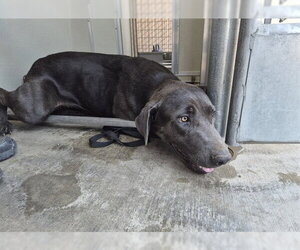 Labrador Retriever Dogs for adoption in Corona, CA, USA