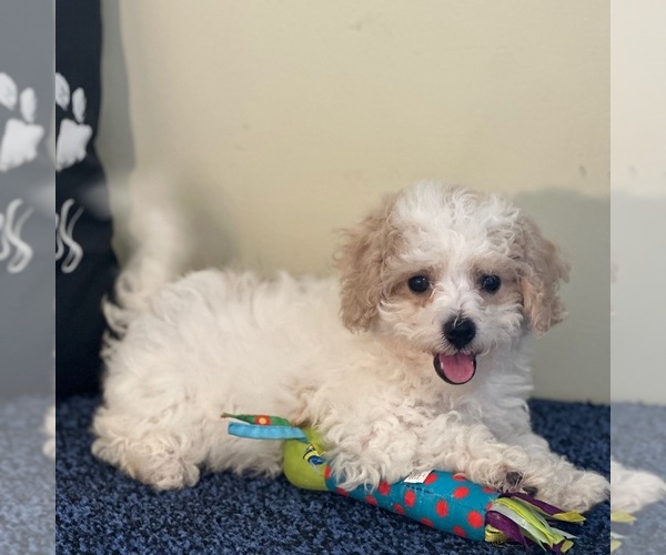 Medium Photo #3 Bichon Frise-Cavachon Mix Puppy For Sale in MOUNT VERNON, OH, USA