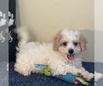 Small #2 Bichon Frise-Cavachon Mix