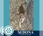 Small #2 Labrador Retriever Mix