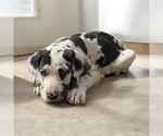 Puppy Harlequin Girl Great Dane
