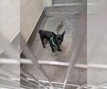 Small Chihuahua