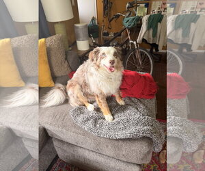 Australian Shepherd-Unknown Mix Dogs for adoption in Fort Collins, CO, USA