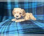 Small #6 Cavapoo