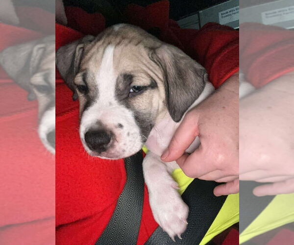 Medium Photo #2 Mutt Puppy For Sale in Springdale, PA, USA