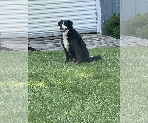 Medium Photo #2 Border Collie-Unknown Mix Puppy For Sale in Highland, IL, USA