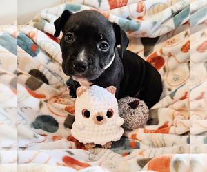 American Bully Puppy for sale in NEWPORT, WA, USA
