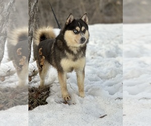 Pomsky Puppy for sale in STAPLES, MN, USA