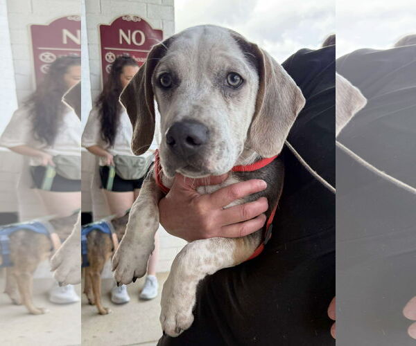 Medium Photo #5 Mutt Puppy For Sale in Holly Springs, NC, USA