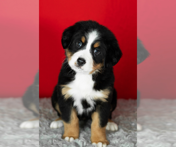 Medium Photo #54 Bernese Mountain Dog Puppy For Sale in MILLERSBURG, IN, USA