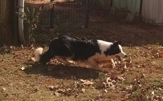 Father of the Border Collie puppies born on 07/01/2017