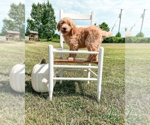 Goldendoodle Puppy for sale in BOONVILLE, NC, USA
