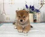 Small Photo #1 Shiba Inu Puppy For Sale in TRENTON, NJ, USA