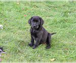 Small #2 Labrador Retriever