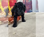 Small Photo #18 Poodle (Standard) Puppy For Sale in PORT ST LUCIE, FL, USA