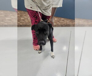 Labrador Retriever-Unknown Mix Dogs for adoption in Temple, TX, USA