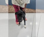 Small Labrador Retriever Mix
