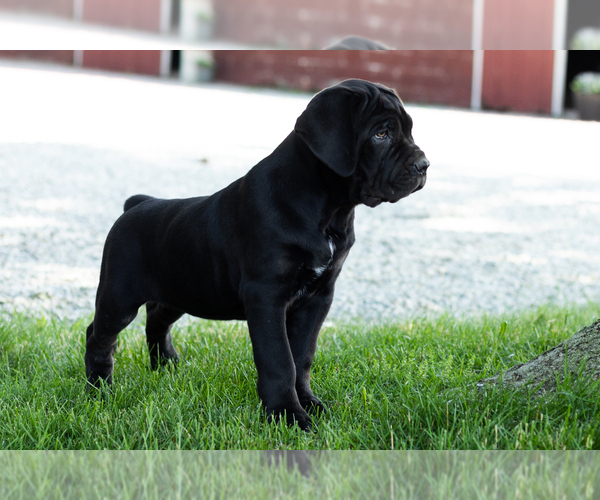 Medium Photo #6 Cane Corso Puppy For Sale in WAKARUSA, IN, USA