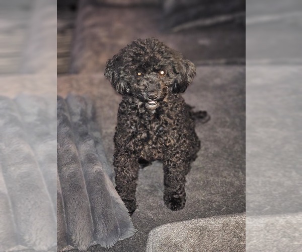 Medium Photo #1 YorkiePoo Puppy For Sale in OCALA, FL, USA