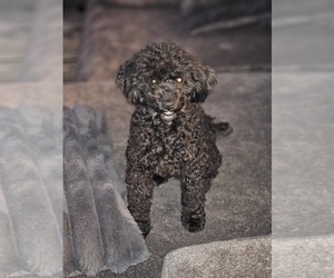 Mother of the YorkiePoo puppies born on 05/05/2025