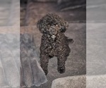 Small Photo #1 YorkiePoo Puppy For Sale in OCALA, FL, USA