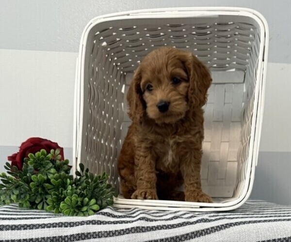 Medium Photo #1 Cavapoo Puppy For Sale in STANLEY, WI, USA