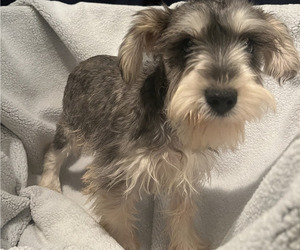 Schnauzer (Miniature) Puppy for sale in PICKENS, SC, USA