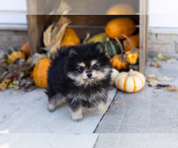 Medium Photo #1 Pomeranian Puppy For Sale in NAPPANEE, IN, USA