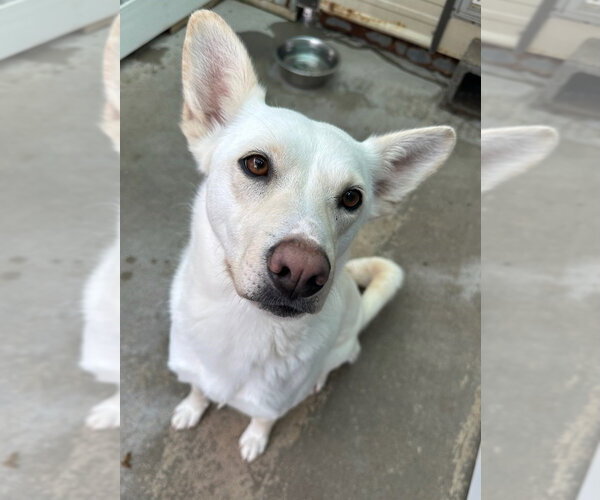 Medium Photo #3 German Shepherd Dog-Unknown Mix Puppy For Sale in Oak Bluffs, MA, USA
