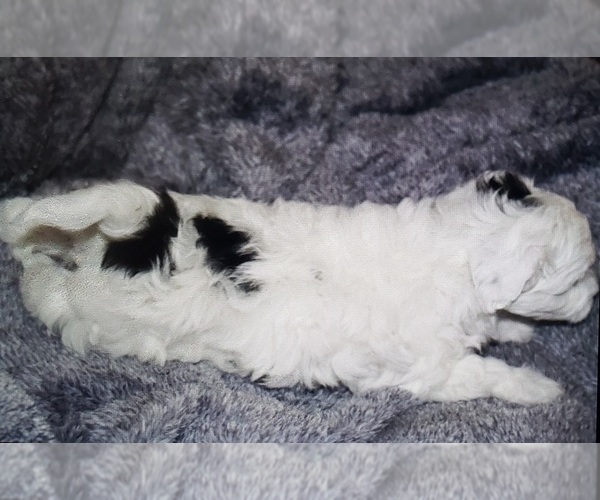 Medium Photo #2 Poovanese-ShihPoo Mix Puppy For Sale in TILLER, OR, USA
